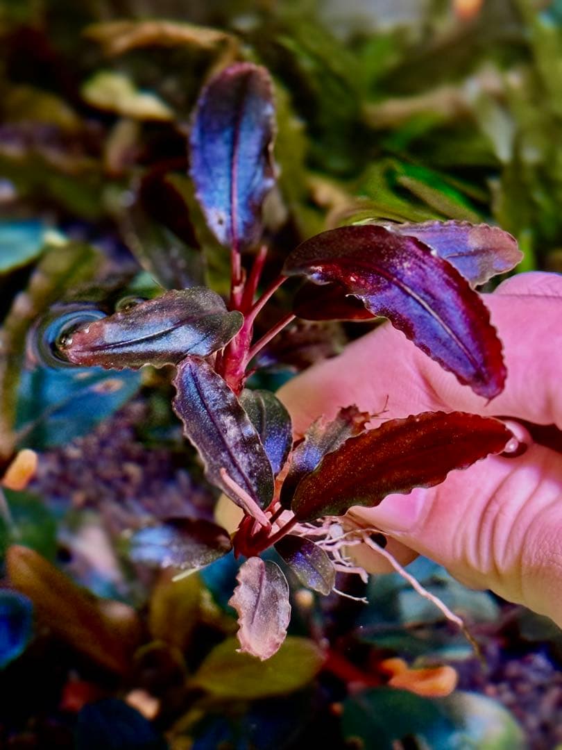 ブセファランドラ・シベルパウ　フォロー、割引、送料無料。 ブセファランドラ・シベルパウ フォロー、割引、送料無料。(中サイズ