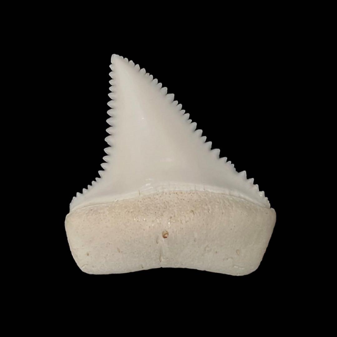 ホホジロザメ 歯 鮫の歯