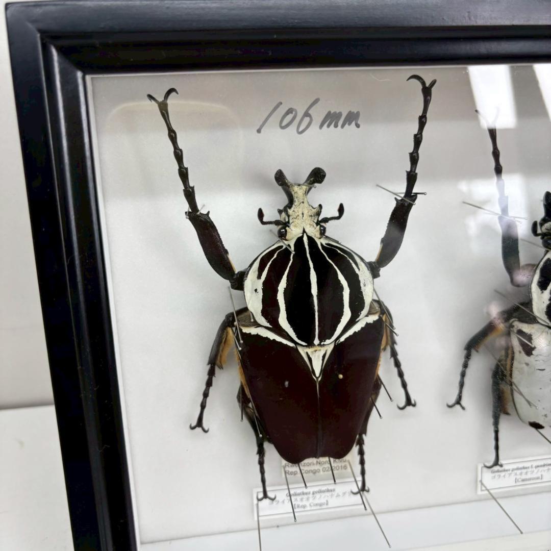M◇ゴライアスオオツノハナムグリ 2頭 昆虫標本 - メルカリ