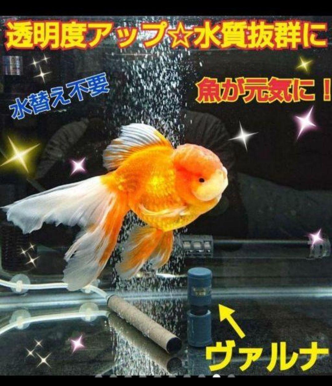 らんちゅうの飼育者絶賛！水槽の水が綺麗に！ヴァルナ 病原菌や有害物質