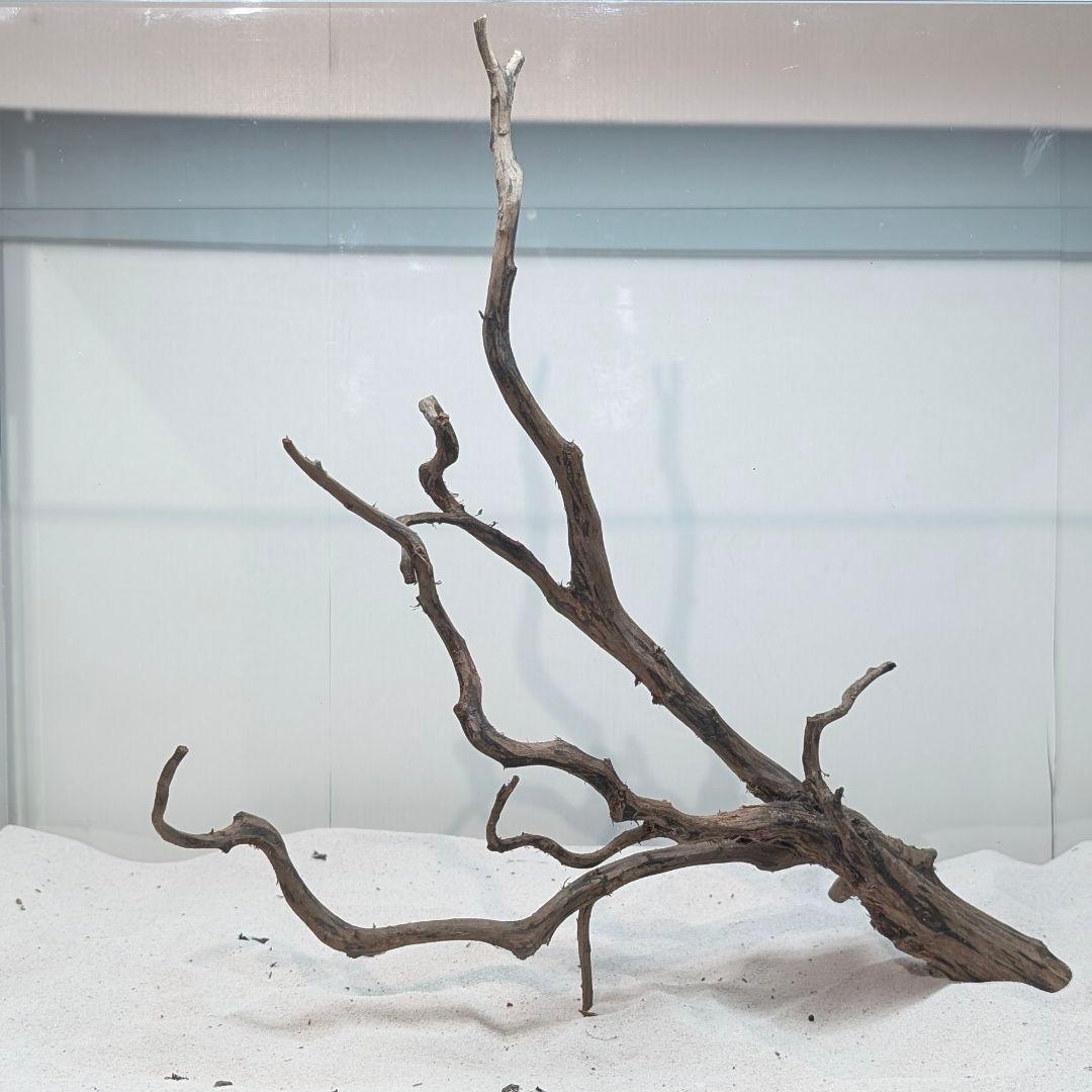 ブラックスマトラブランチ【BSB269】アクアリウム まとめ買い対応可