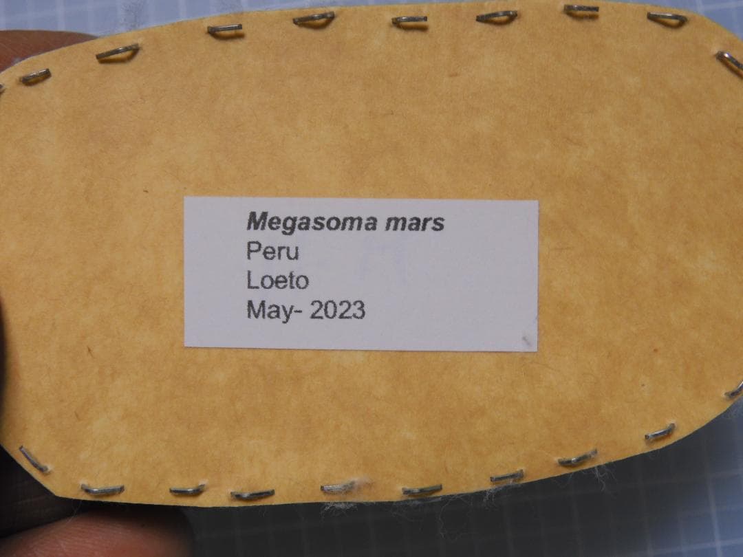 ペルー産 マルスゾウカブト1 74mm - メルカリ