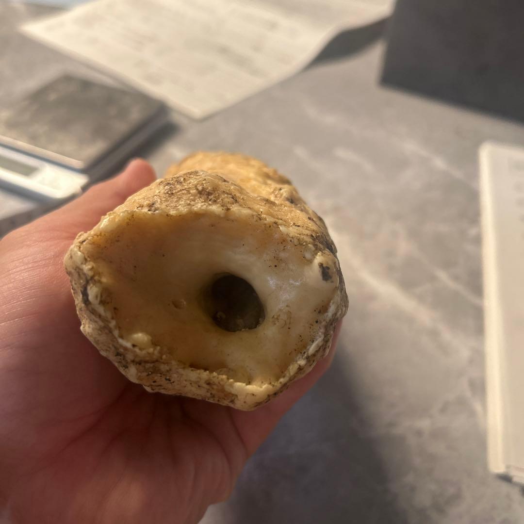 ウニコール イッカク鯨 鯨歯 超貴重 ブロック材 標本