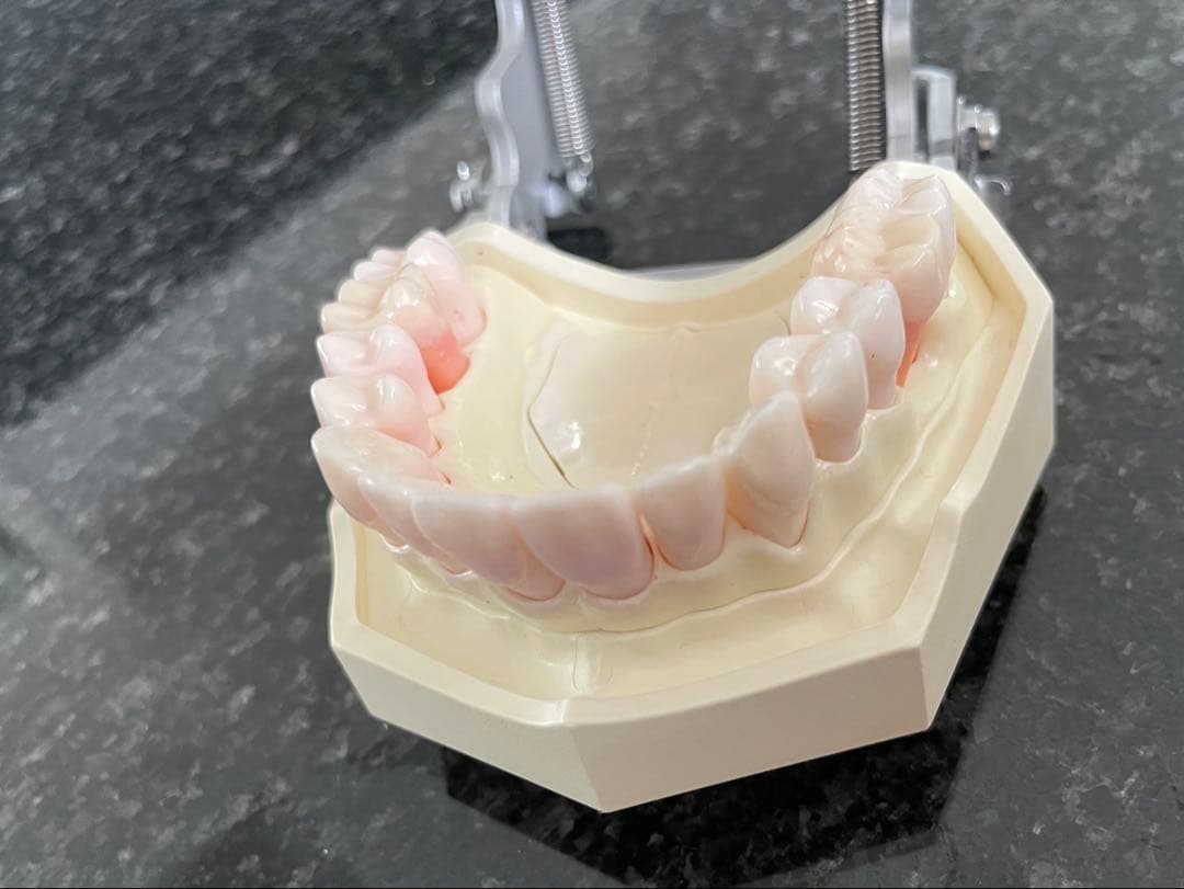 NISSIN 顎模型 ニッシン