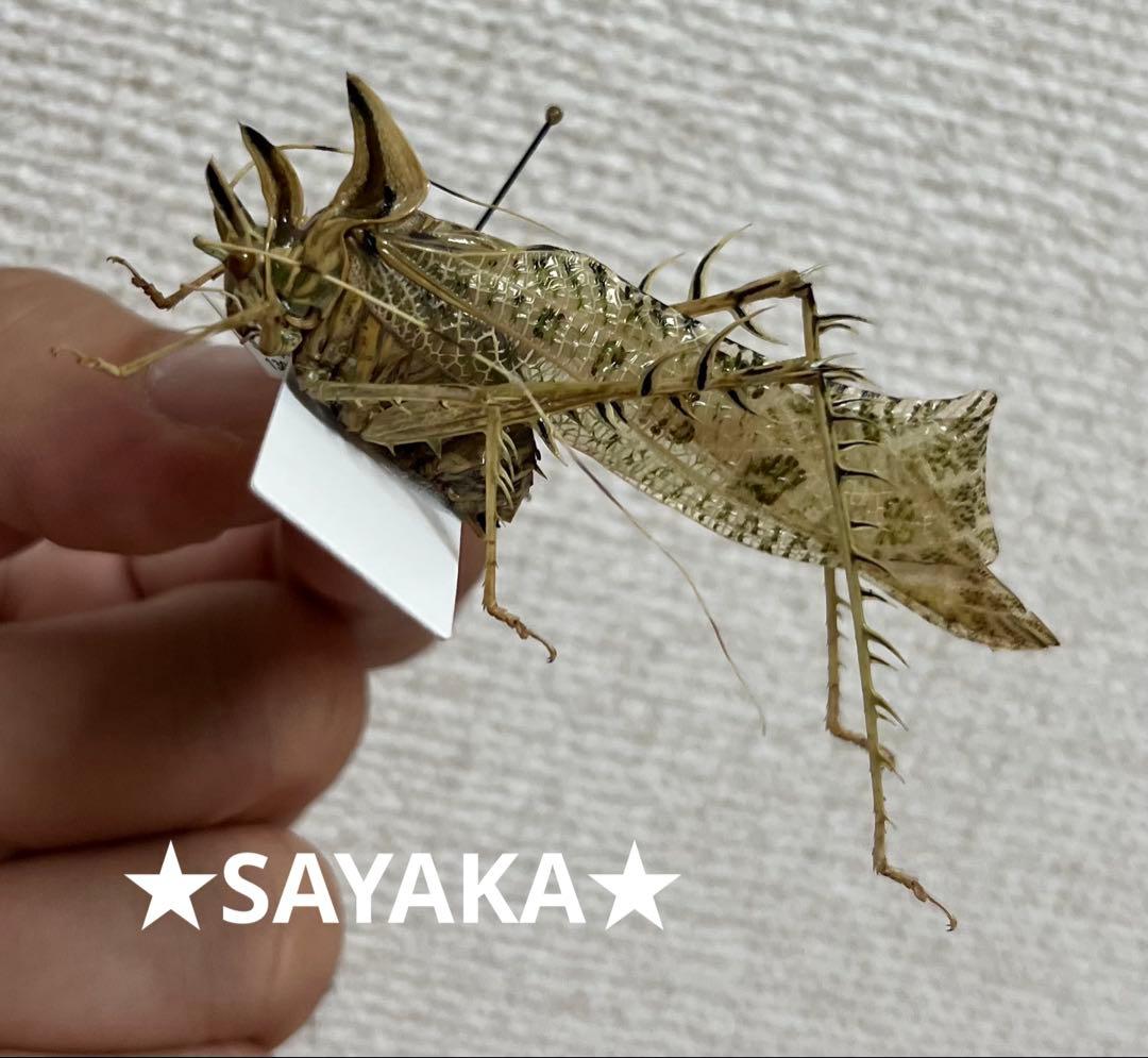 青緑黄】ルリオニカミキリ ムラサキオニノコギリカミキリ 昆虫標本