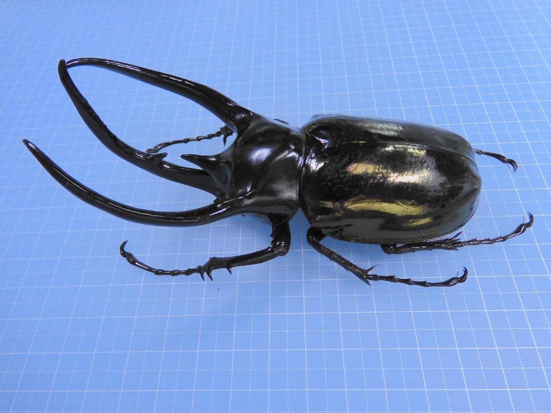 ベトナム産 コーカサスオオカブト 120mm ベトナム産 コーカサス