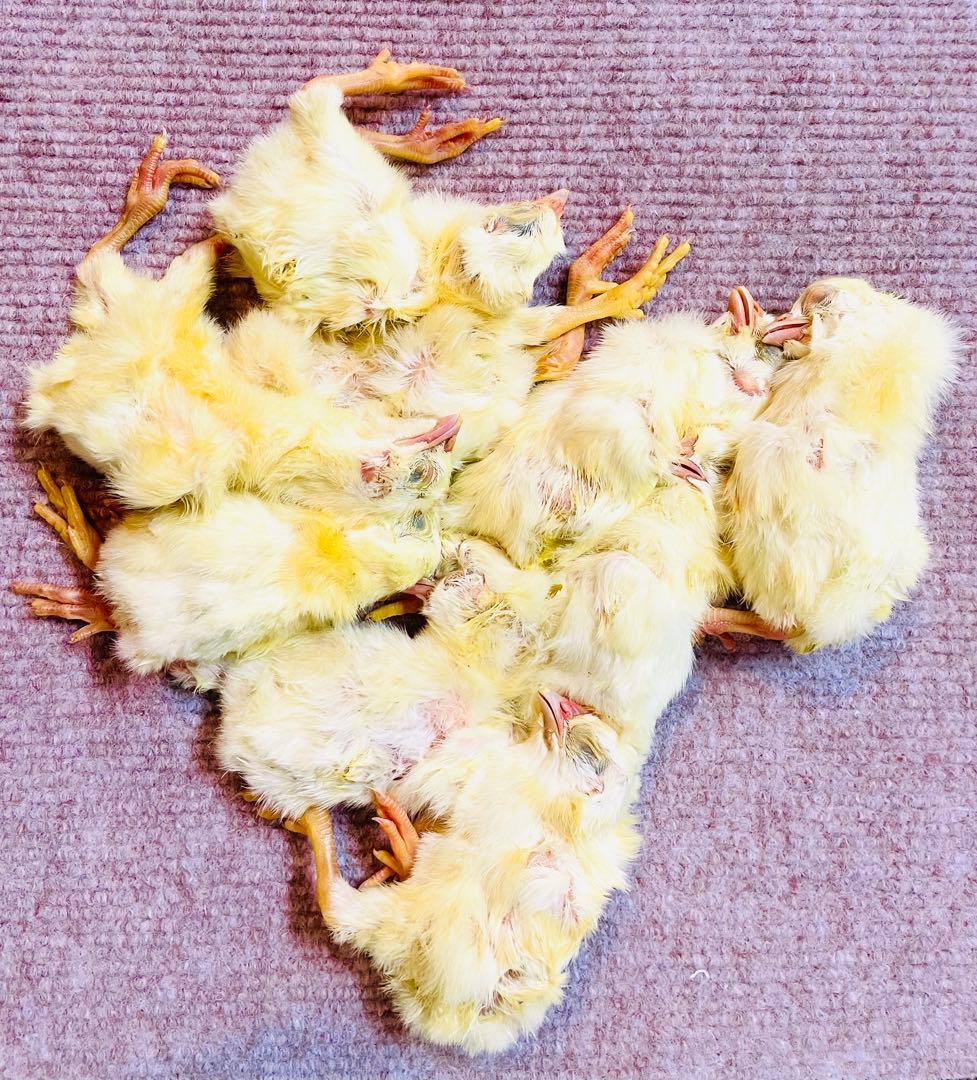 リピート購入、複数購入で＋10羽 送料無料 国産 新鮮安全 冷凍ひよこ