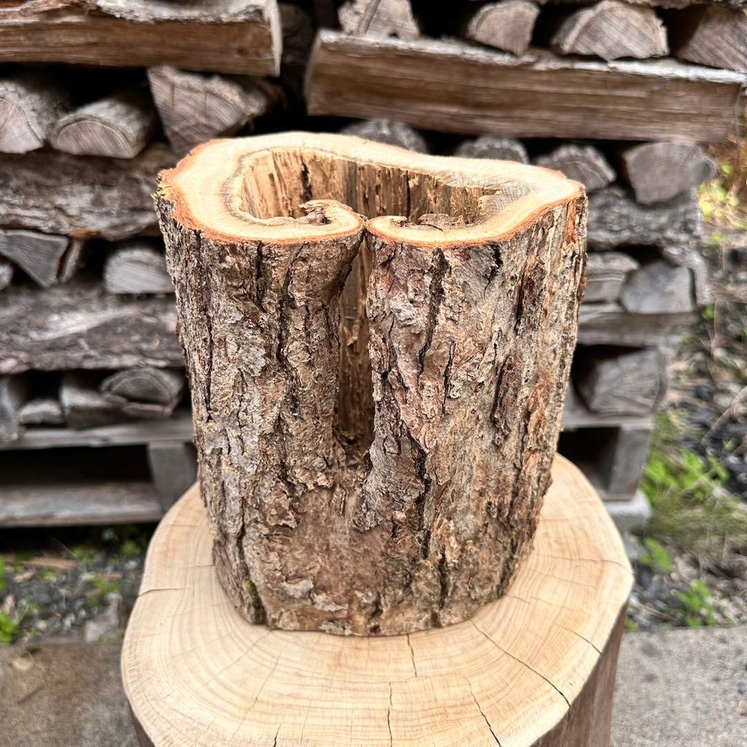 昆虫 クワガタ カブトムシ クワリウム 樹洞 ウロ 天然木 コナラ 隠れ家