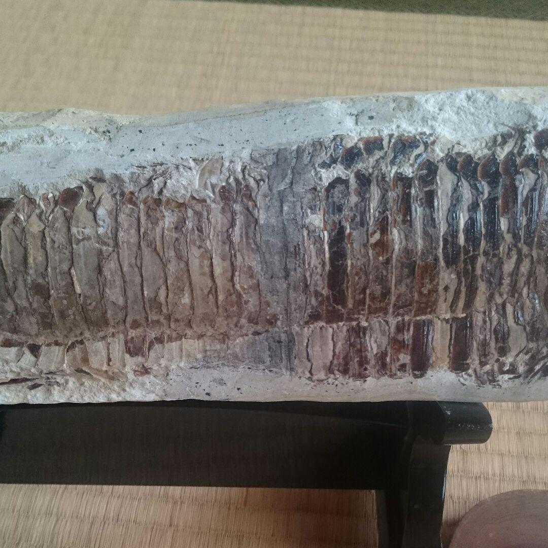 魚の化石 5500万年前の魚化石 ナイティア Knightia 群体化石 新生代第