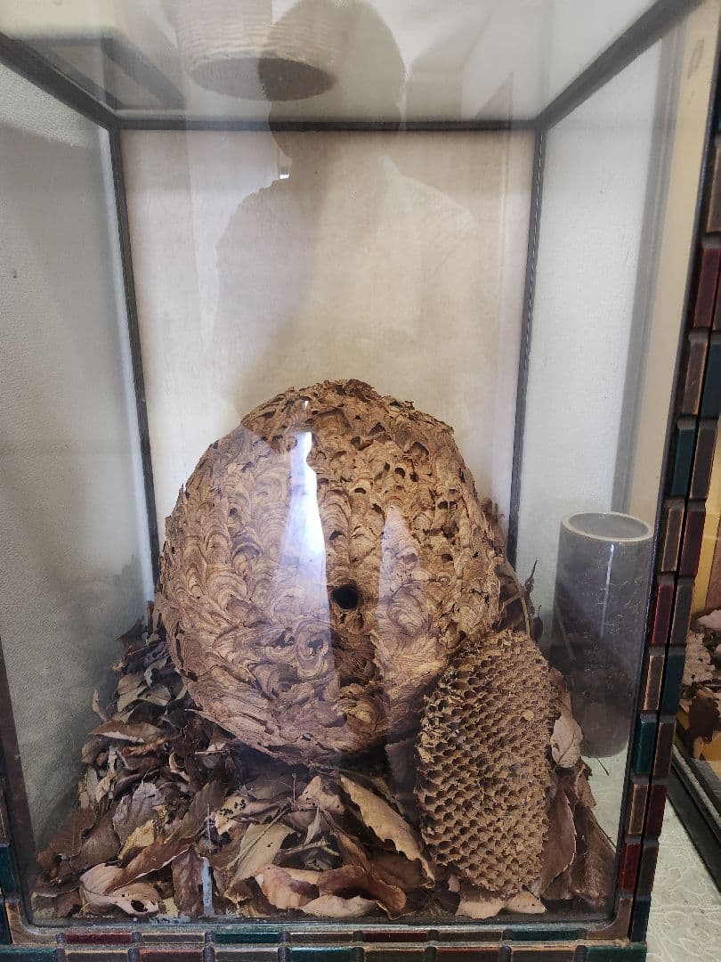 ハチの巣標本 ガラスケース入り