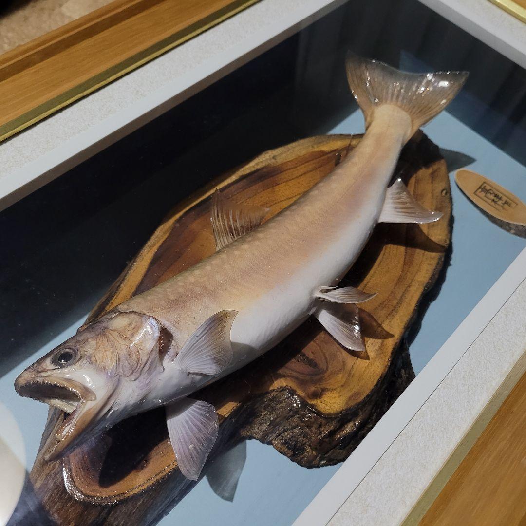 岩魚標本 イワナ剥製川魚清流魚