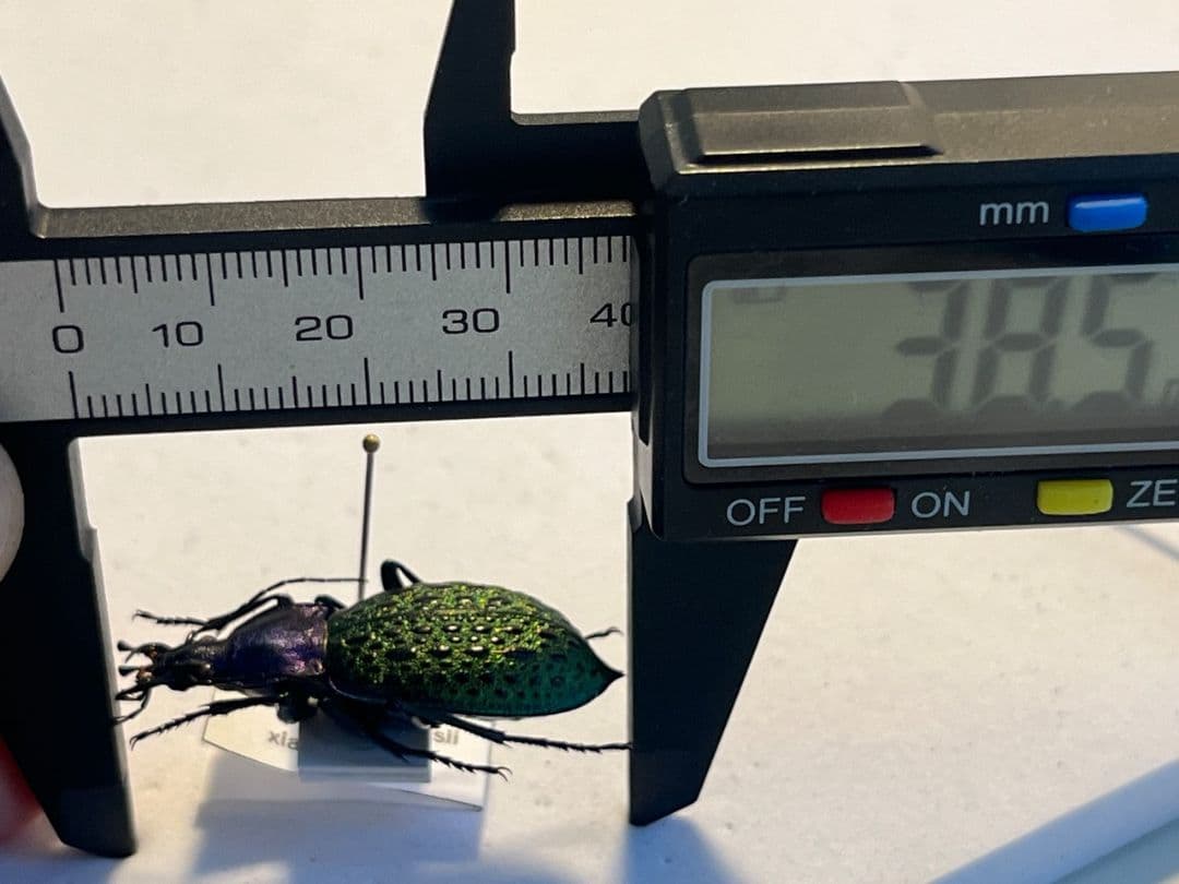 極美個体】エリスカブリモドキ オサムシ標本 オサムシ マイマイカブリ