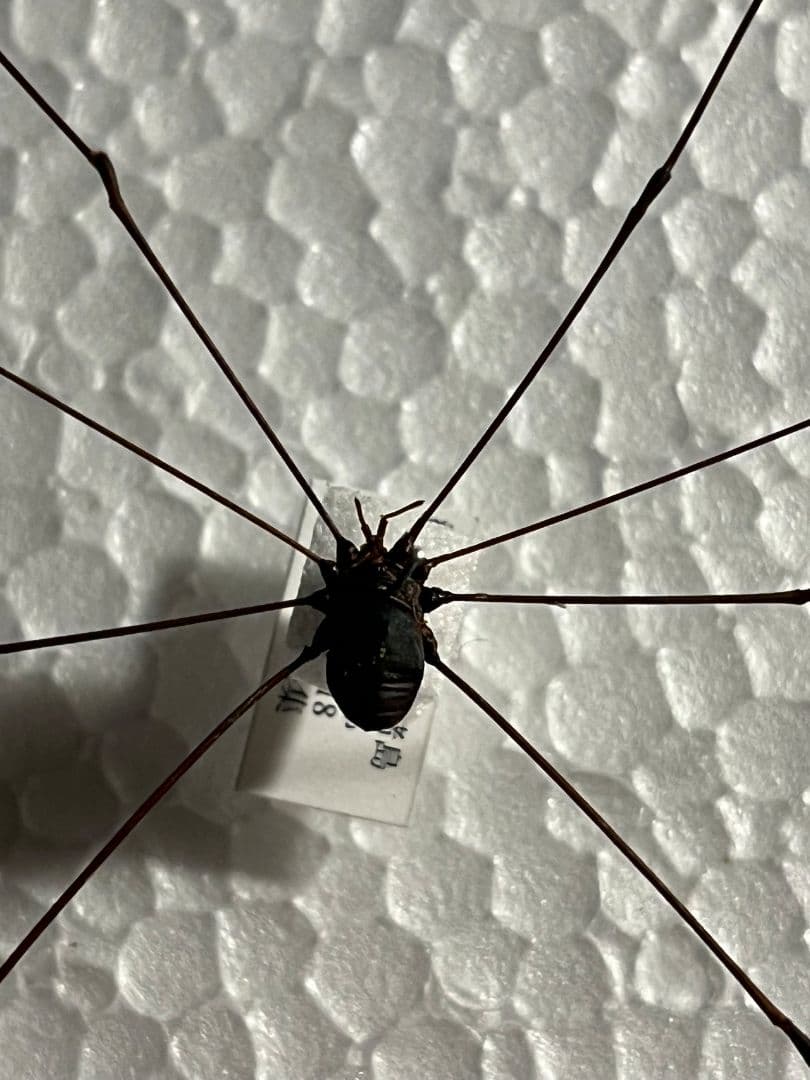 珍標本】ヤエヤマスベザトウムシ 昆虫標本 スパイダーマンティス