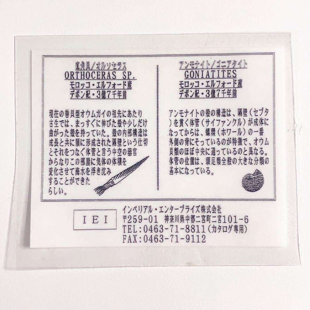 【希少‼︎】モロッコ産　アンモナイト　オルソセラス　3億7千年前　化石