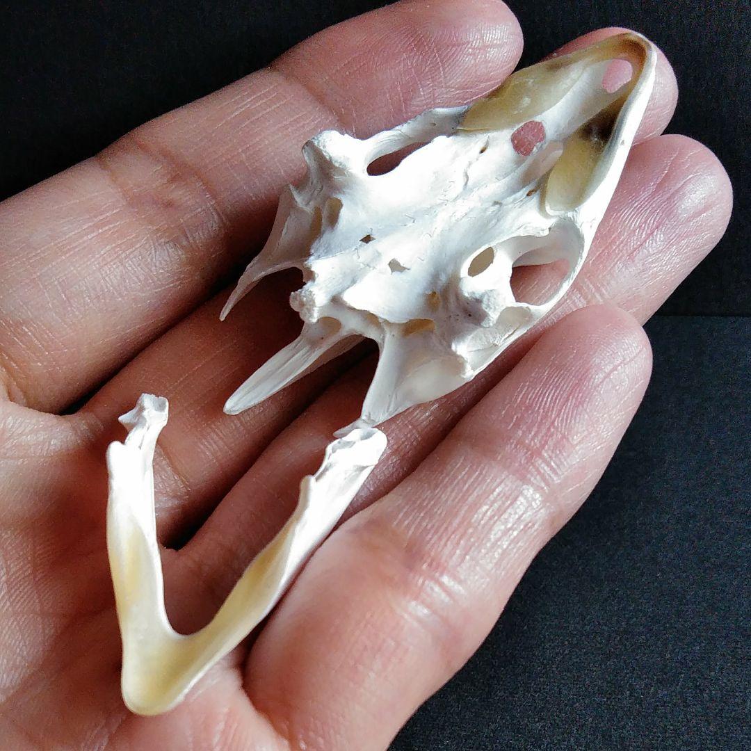 頭骨 骨格 標本 カメ スッポン 55mm - メルカリ