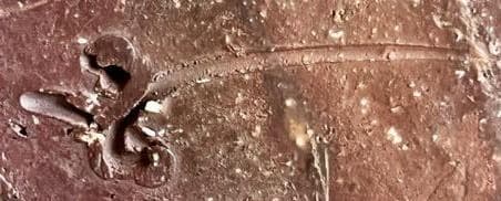 人間国宝　藤原啓　耳付窯変花入 　M336