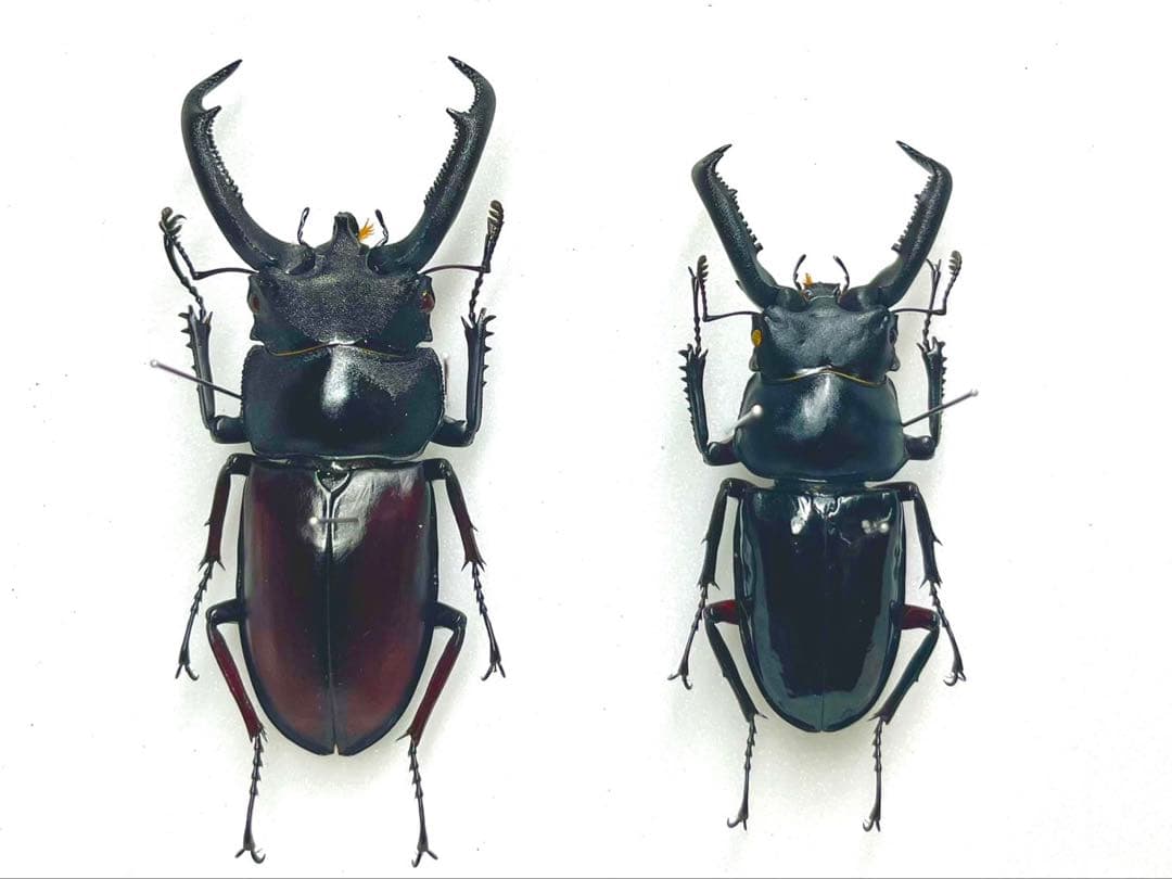 ペロッティシカクワガタ　ザウテルシカクワガタ　標本 みんなの標本箱が見たい 世界のシカクワガタ3箱‼️ ⚫︎Rhaetus 属