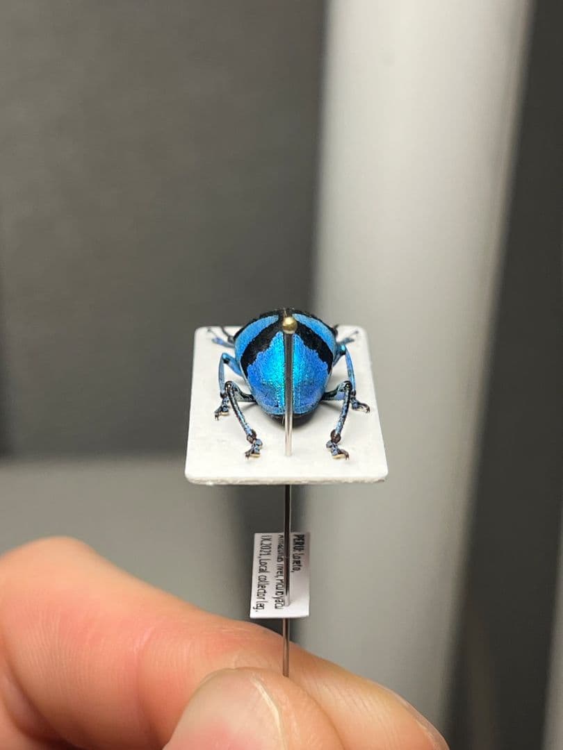 16mm】メタリックブルーゾウムシ ペルー産 昆虫標本タマムシホウセキ