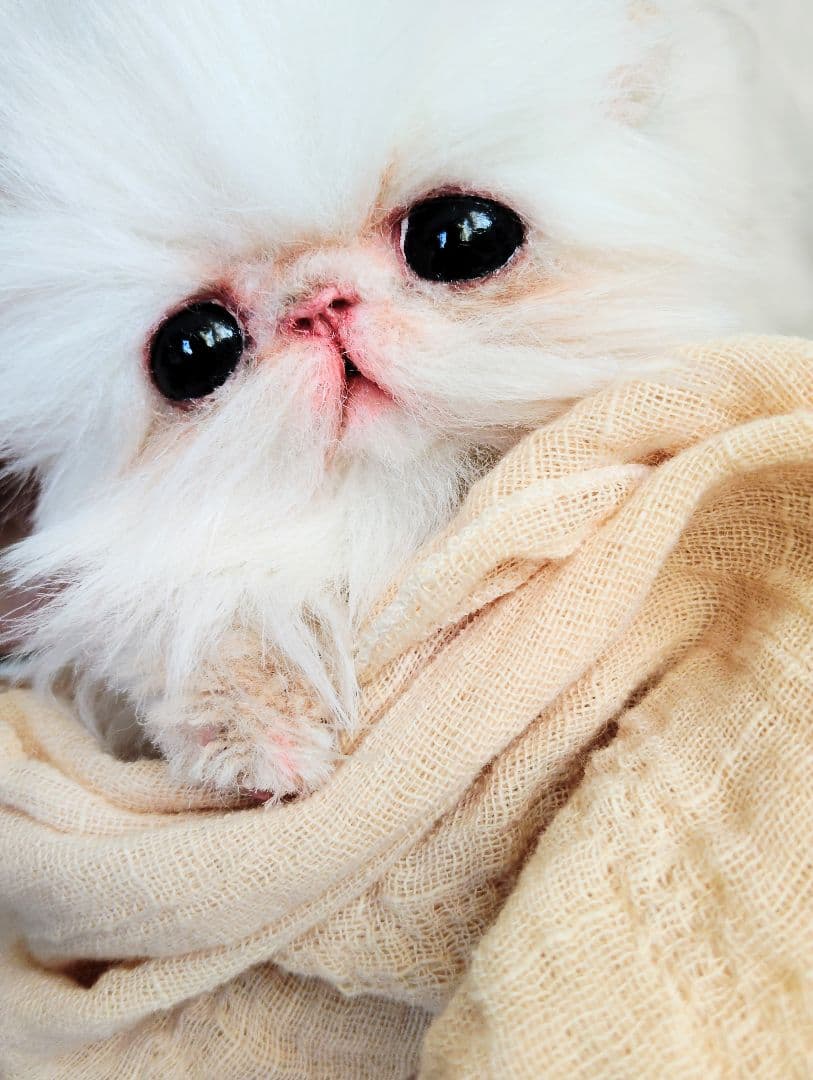 お腹ぽっこり♡フォックスタッチ♡子猫のリリーちゃん♡アートドール