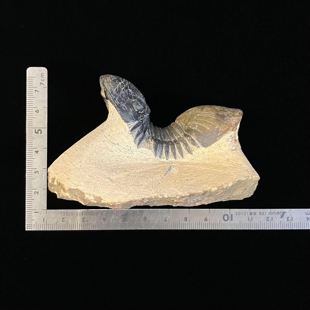 Paralejurus 三葉虫 化石 モロッコ 産 - メルカリ