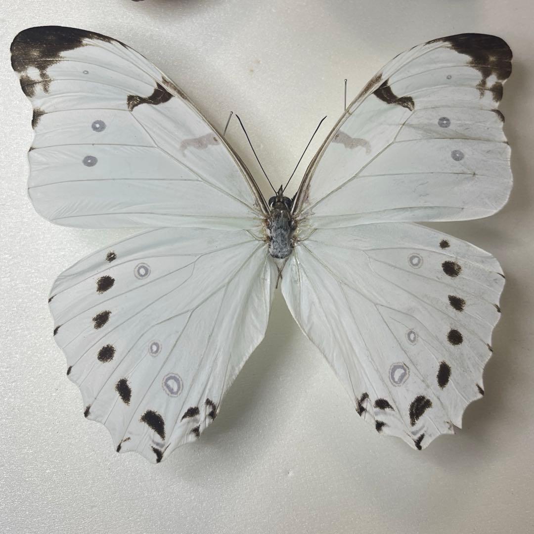 ルナモルフォ蝶標本 モルフォ蝶 標本 【公式通販】