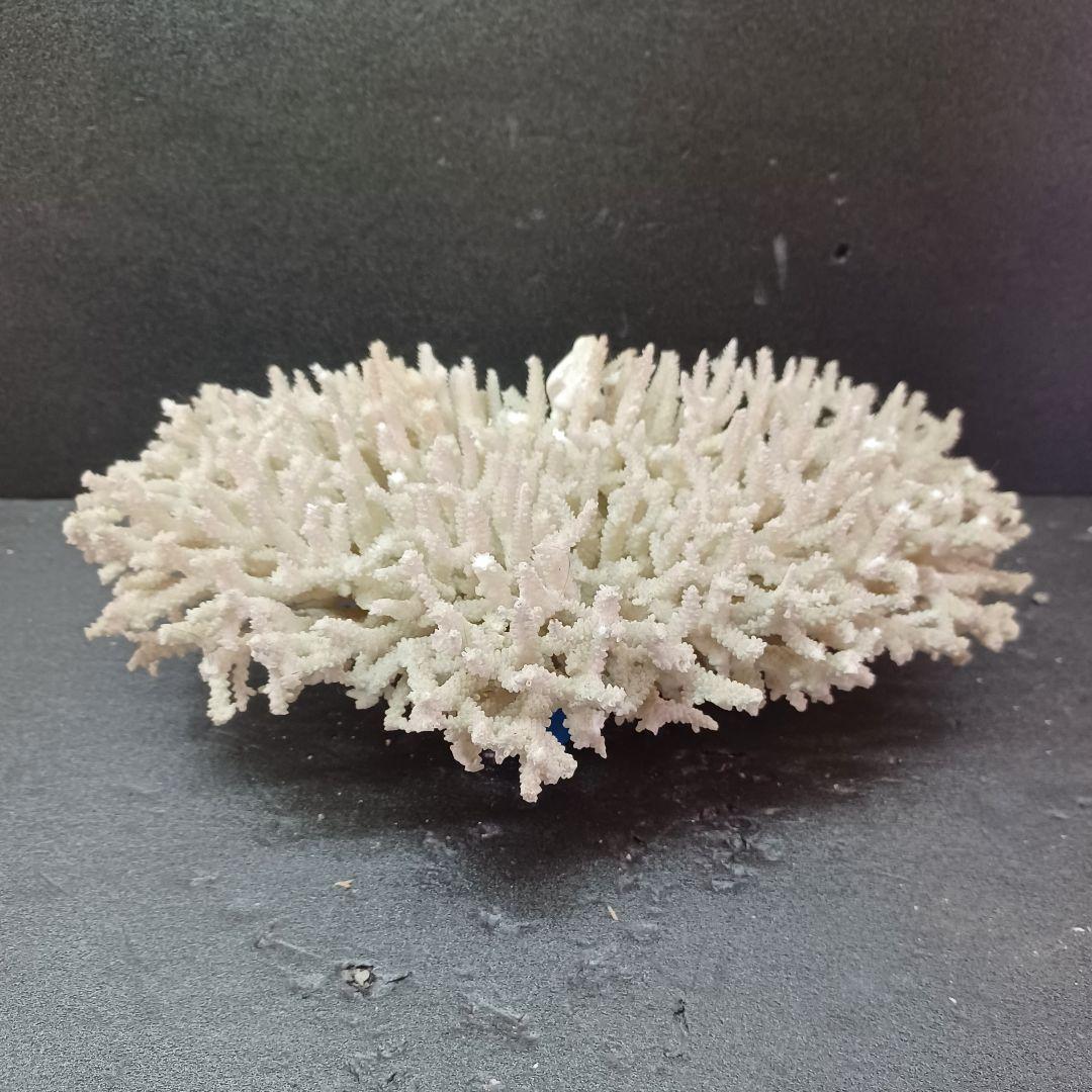 MURANO Crate&Barrel Aquatic Bowl ムラノ ボール MURANO Crate&Barrel Aquatic Bowl ムラノ ボール