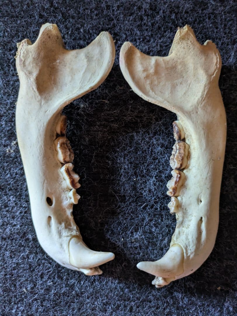 クマの爪ハンドメイド用