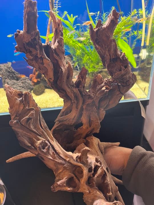 XM-460 流木 マシンガンウッド アクアリウム ブランチウッド 沈水確認