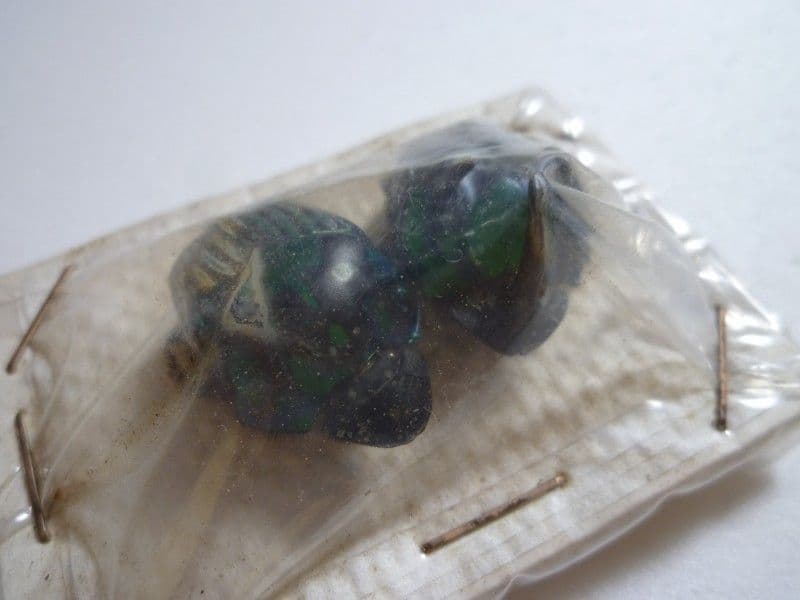 フンチュウ標本】ミドリツヤダイコクコガネ/エクアドル産/♂25mm♀26mm