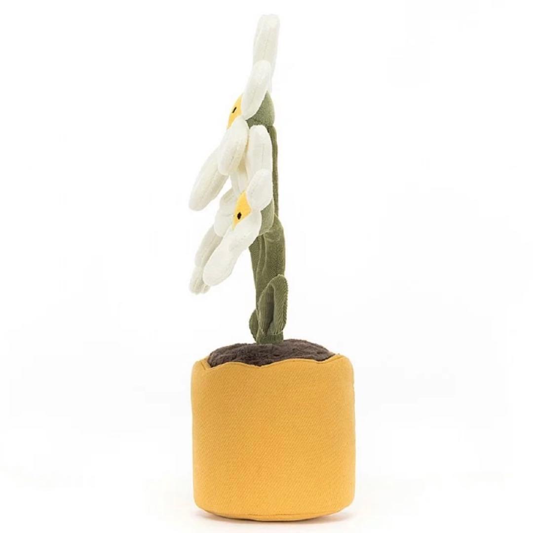 新品　ジェリーキャット　デイジー　花　観葉植物　インテリア　雛菊　ヒナギク