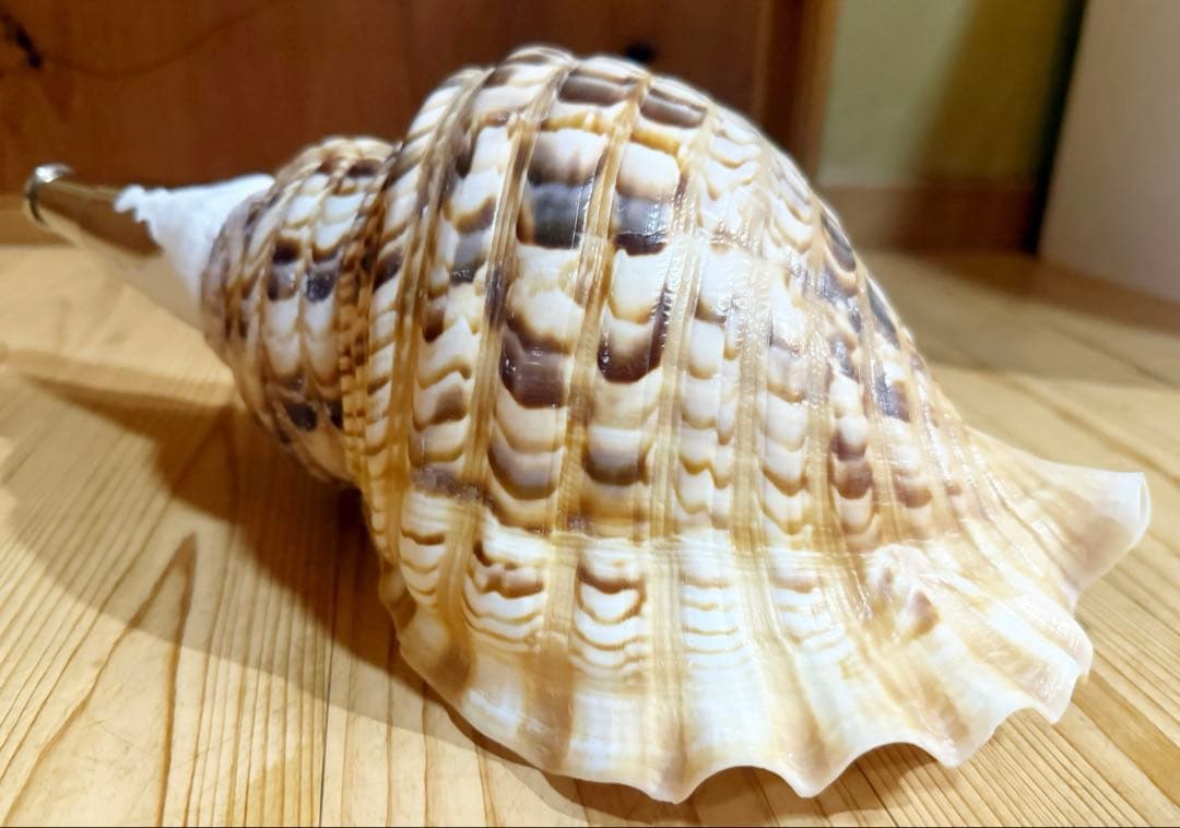 大型修験道法螺貝39㎝ 山伏 密教 熊よけ 魔除け❣️ほら貝 ホラガイ