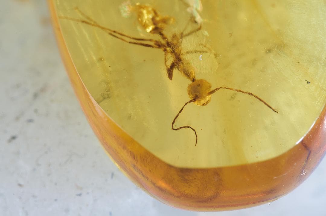 レア極上品 PA0007虫入り琥珀化石 ミャンマーカムティかタナイ9900万年