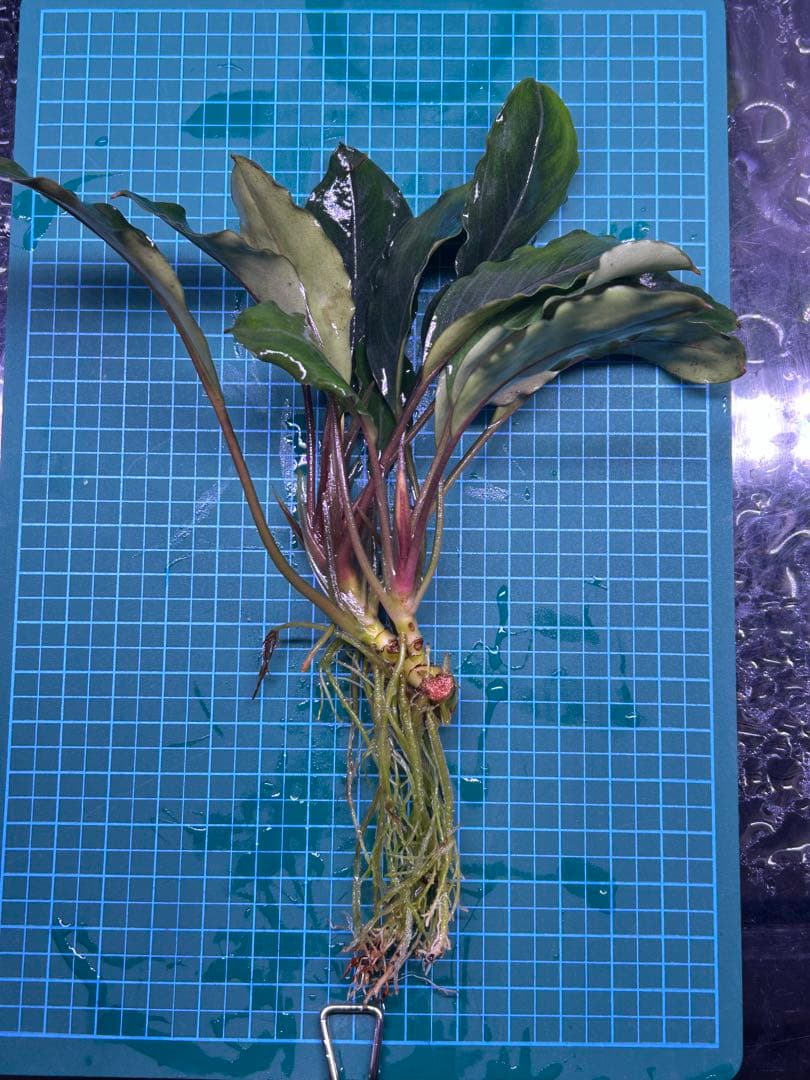 TB便】Bucephalandra sp.Pearl gray 水上育成株