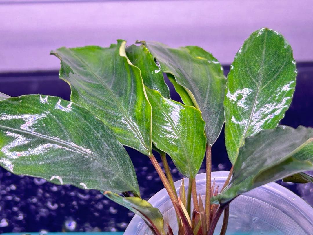 TB便】Bucephalandra sp.Pearl gray 水上育成株