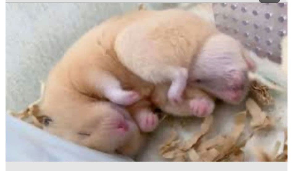 羊毛フェルト すやすや眠るキンクマ