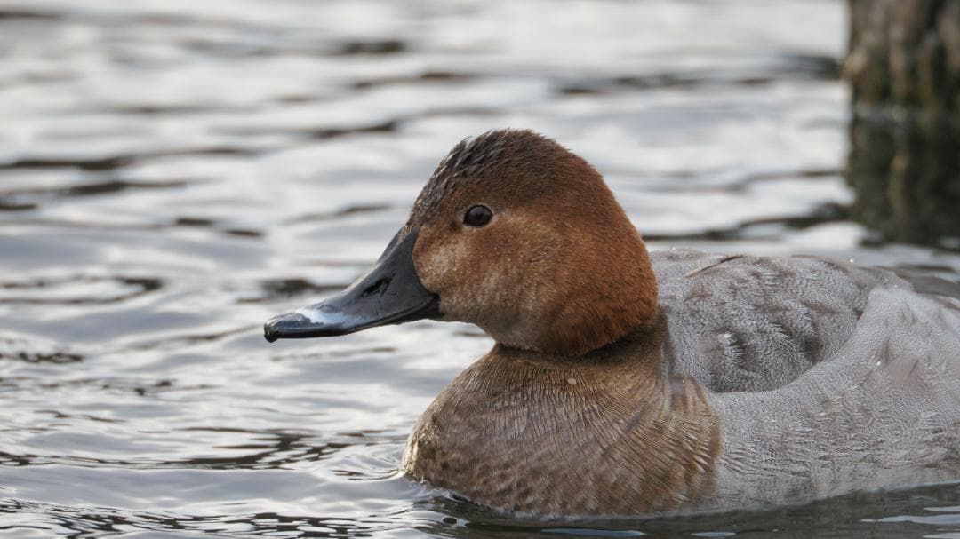 OLYMPUS ED 75-300mm f/4.8-6.7 II ケース類付き