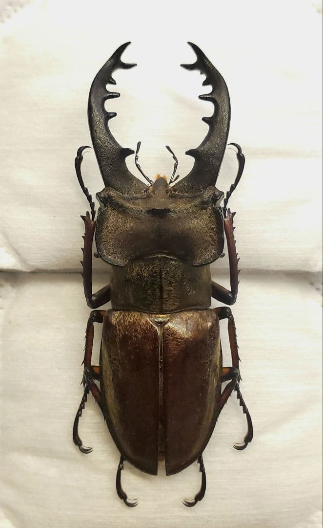 標本】大型！北海道産ミヤマクワガタ 昆虫標本 北海道産