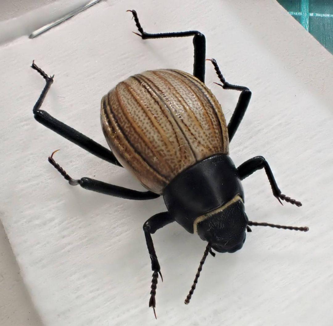 2頭 アンゴラ産キリアツメの仲間