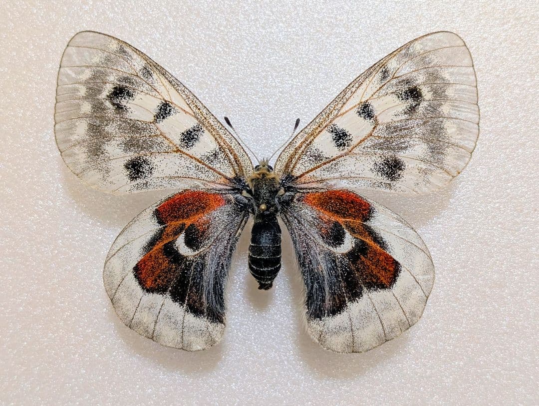 珍品　HYBRID　パルナシウス・アポロ・アラベント　蝶　標本 珍品 HYBRID パルナシウス・アポロ・アラベント 蝶 標本｜珍品 HYBRID
