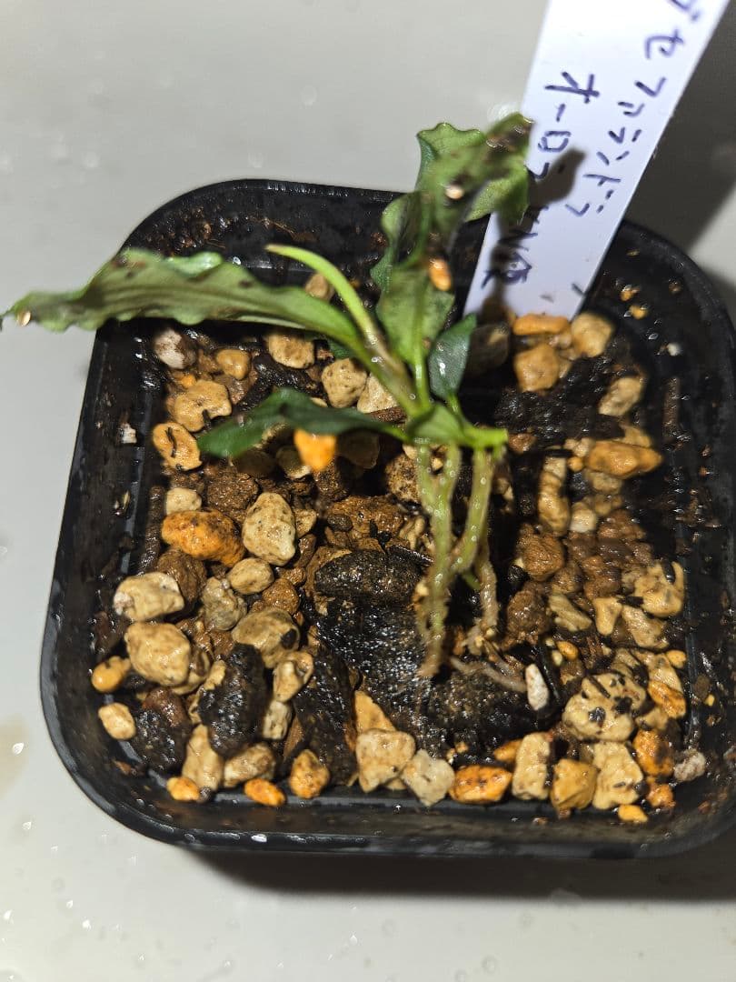 ブセファランドラsp オーロラ水上葉