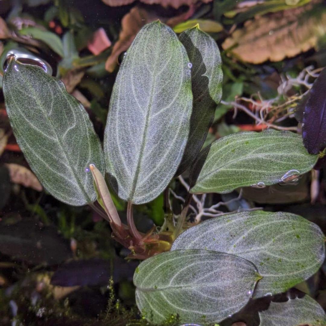 ブセファランドラsp.パールグレイ【TB便】 - メルカリ