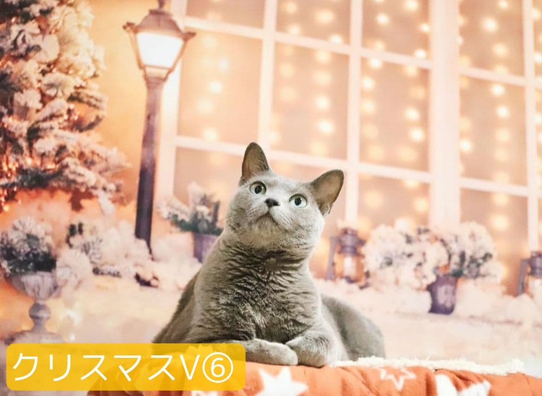 背景布【お正月I】サンプル 縦長 ペット撮影用ブース年賀状 梅の花 和柄