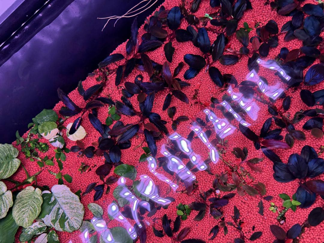 ブセファランドラ・シベルパウ フォロー、割引、送料無料。 - メルカリ