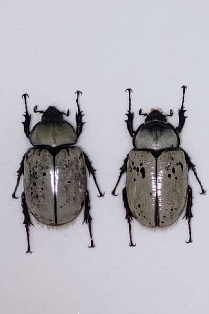 グラントシロカブト 標本 - メルカリ