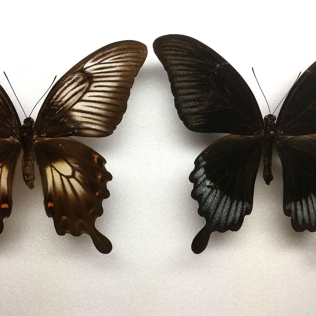 黒化異常型】P.eversmani（1ペア、シベリア産）