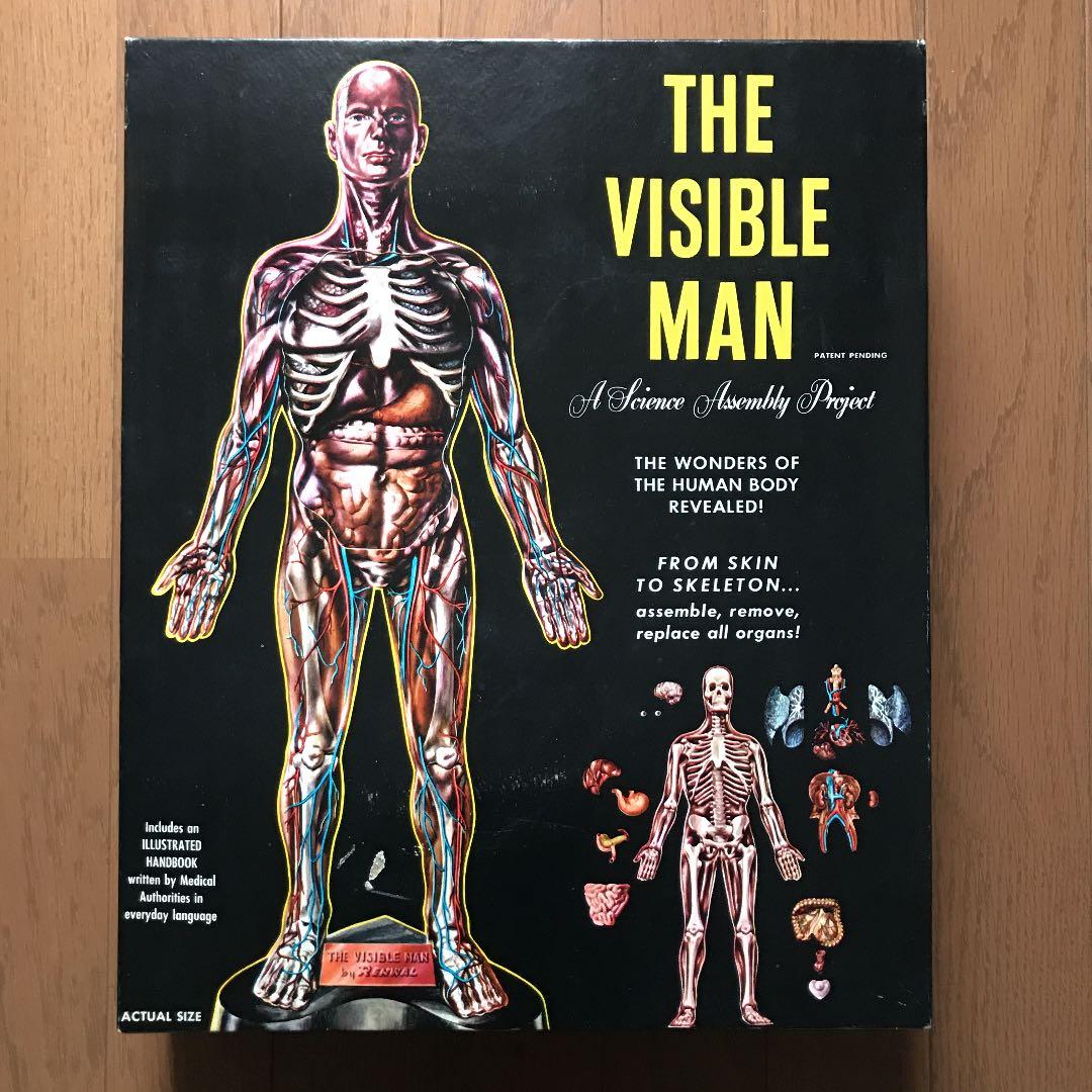 ビンテージ  人体模型  ♂ 80s 80年代 おもちゃ ホビー インテリア 人形 ドール | ビンテージ古着