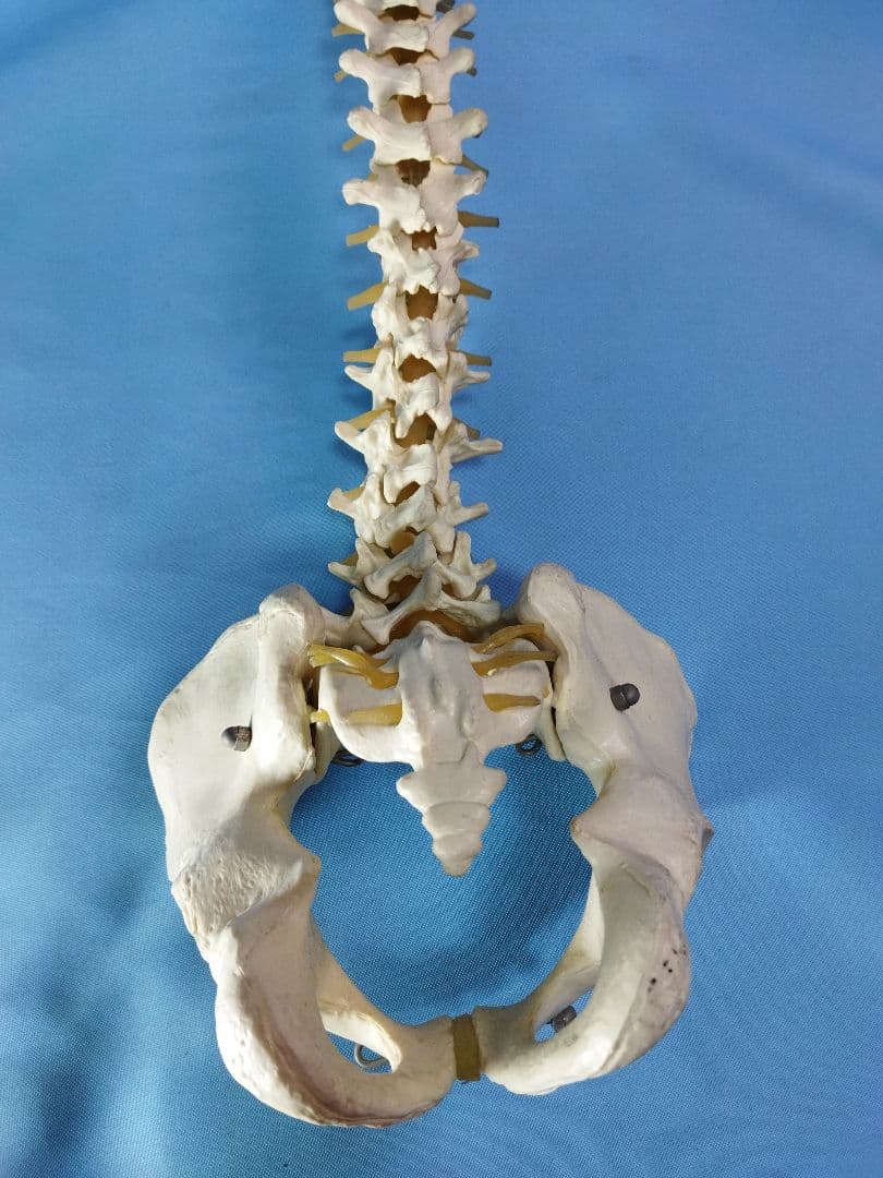 脊椎模型 約70cm 骨格標本 人体模型 カイロ 整体 整骨院 鍼灸 人体模型