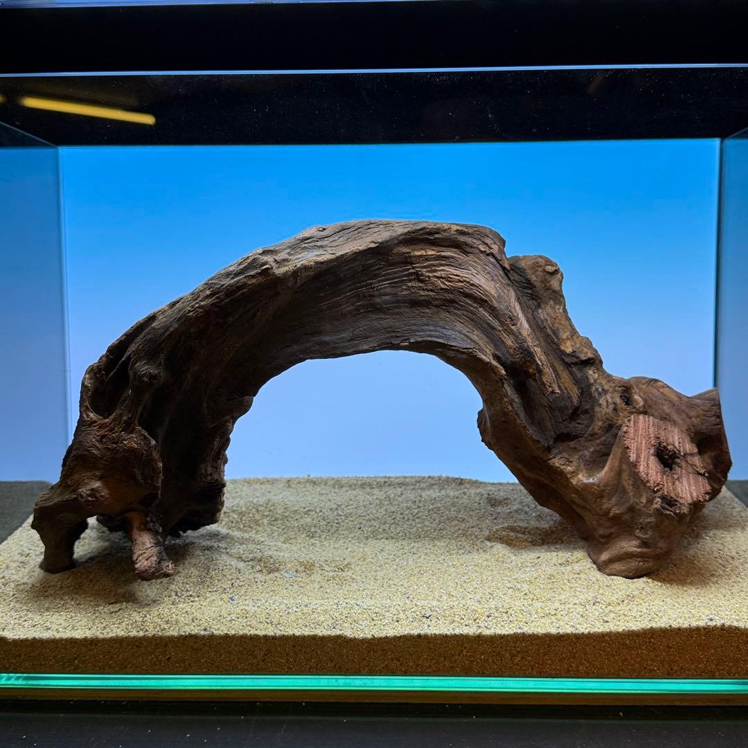 MRW-7239 自立赤系天然流木 アーチ流木 45cm水槽用流木 アクアリウム