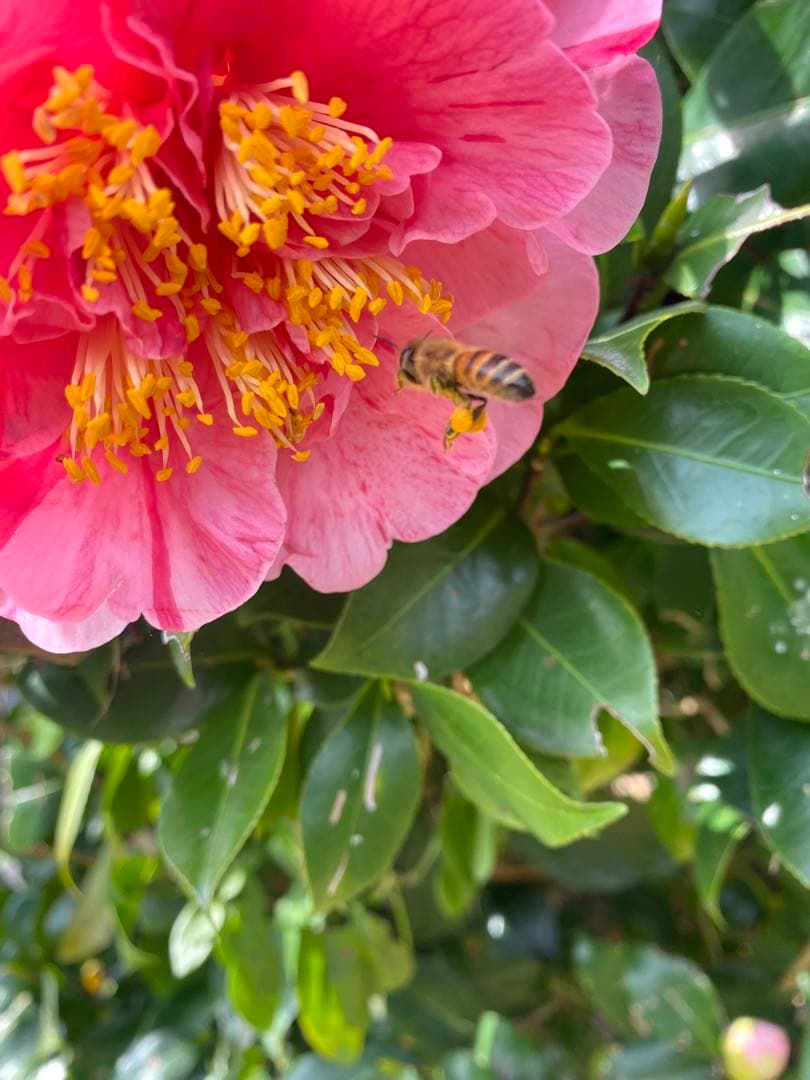 日本ミツバチ重箱式巣箱　捕獲飼育用