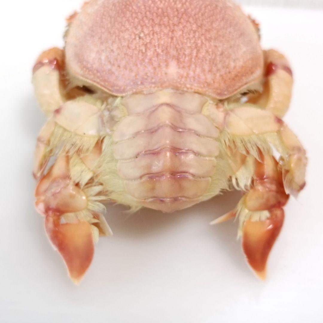 極希少【1点物】アサヒガニ② 乾燥・色彩保存標本 除肉処理済 全長